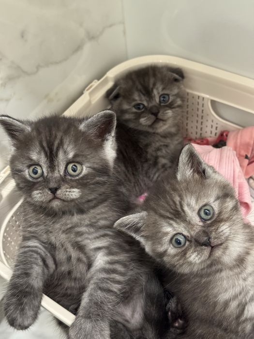 Новорічні шотландці