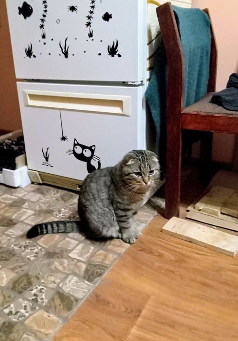 Шотландский вислоухий котик, метис, 1год. В частный дом. В добрые руки