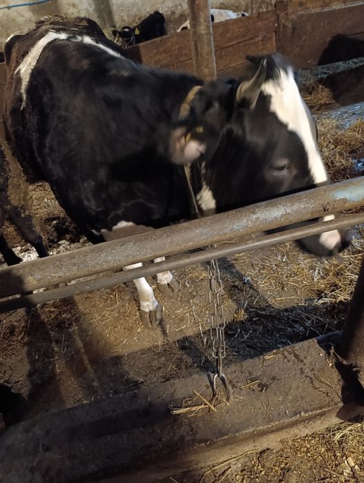 Jałówka wysokocielna