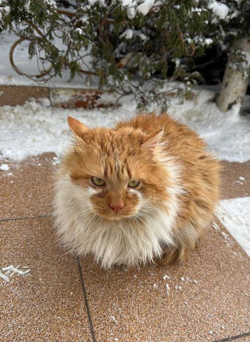 Рудий талісман у ваш дім