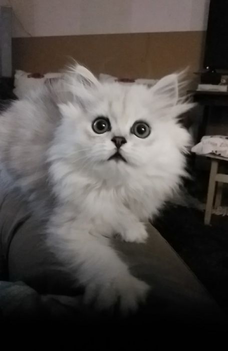 Серебристая шиншилла Белая девочка котёнка белого