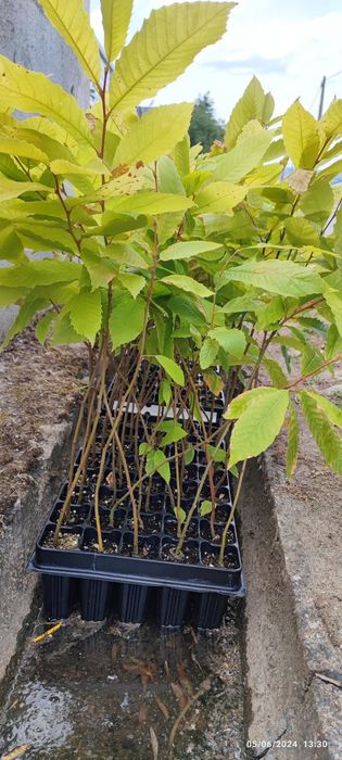 castanheiros híbridos (in  vitro e amontoa), em vaso e raiz nua