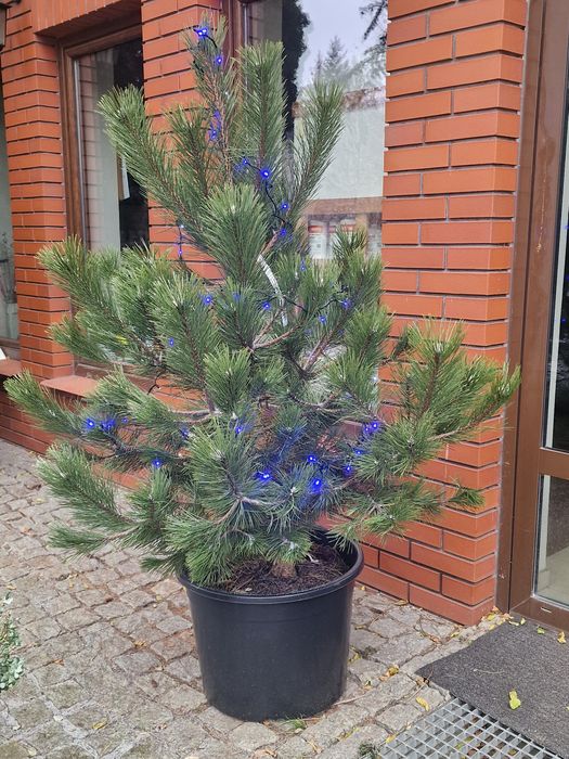 Sosna czarna choinki wys. w donicy Szkółka WEBER Kicin