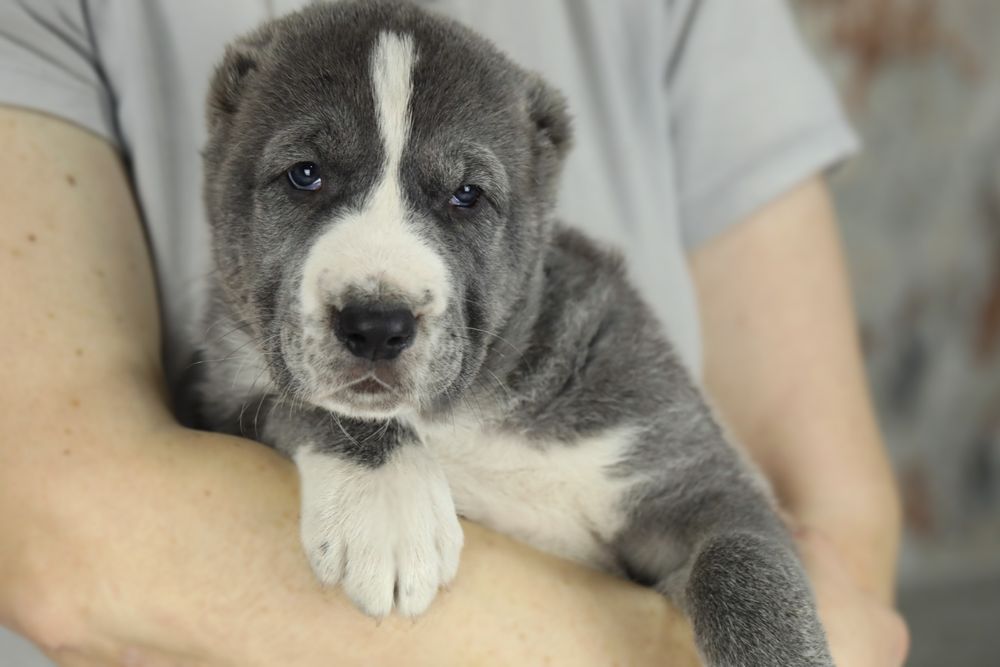 Середньоазіатська вівчарка, САВ, алабай, САО, среднеазиатская овчарка