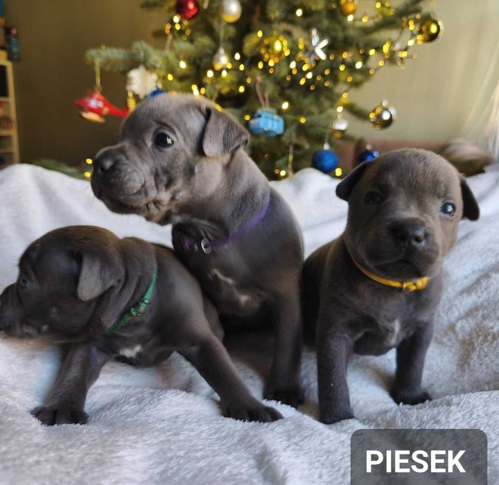 Staffordshire bull Terrier -Staffik- Błękitny piesek