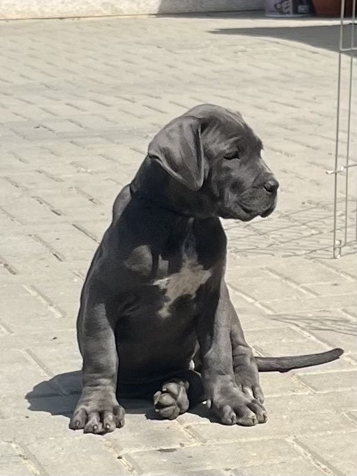 Cane Corso Italiano