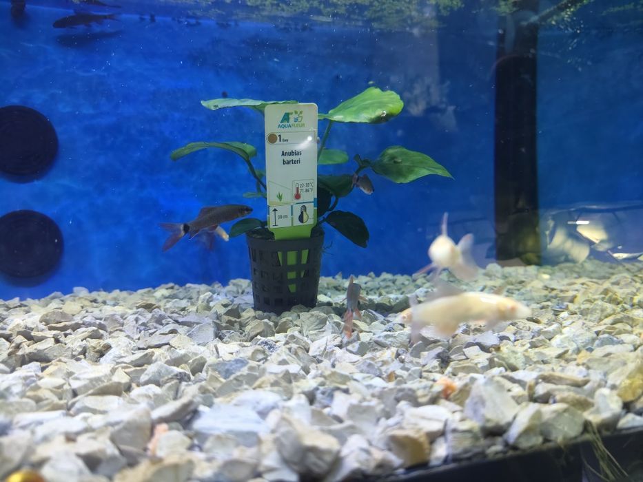 Tubarão frenatus albino