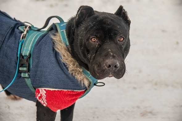 Skrzywdzony Tajson i Tajga szukają domku
