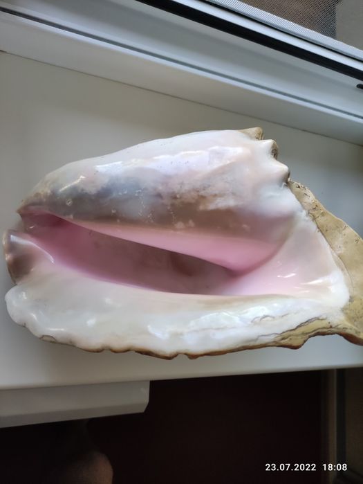 Океанская большая ракушка морская звезда