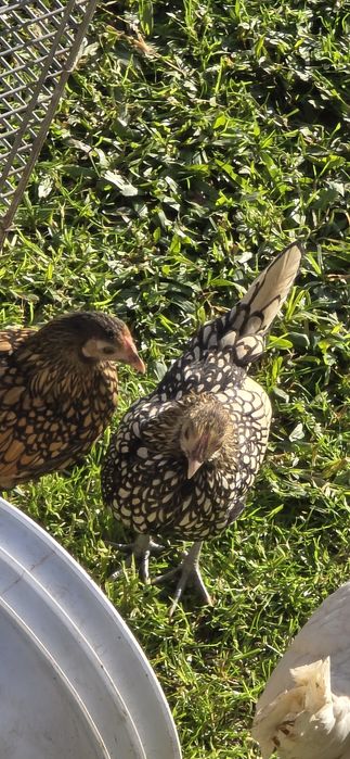 Sebright Limão femea