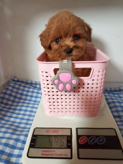 Крихітки Хлопчик і дівчинка мікро