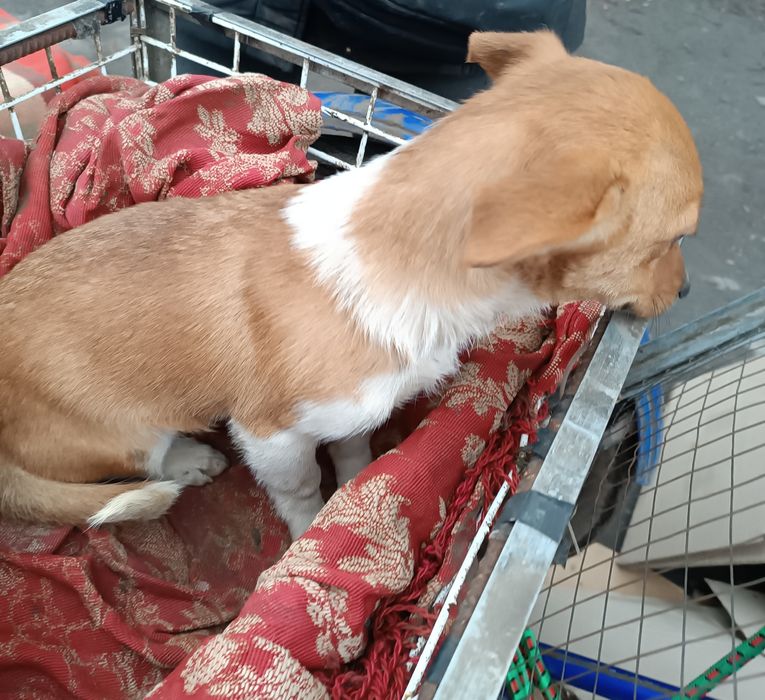 Дві собачки-лисички в добрі руки