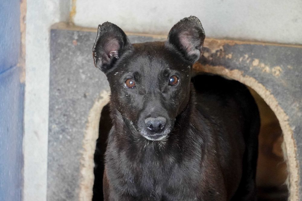 Bornit - niewielki, czarny piesek