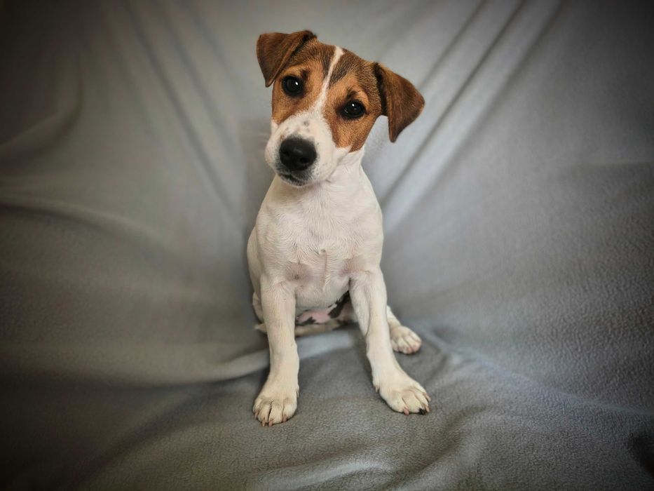 Jack Russell Terrier Suczka