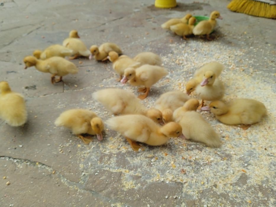 Продам інкубаційне яйце білих мускусів