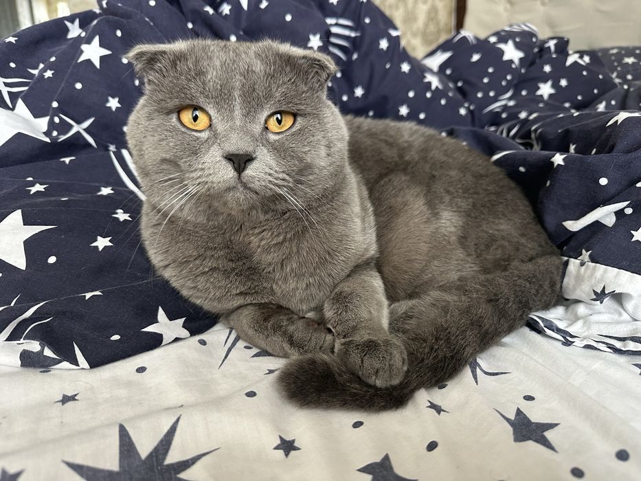 Вʼязка шотладський висловухий кіт шукає наречену вяска