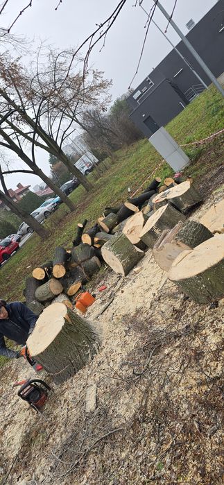 Wycinka drzew i skracanie żywopłotów.