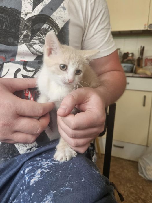 Кошенята в добрі руки