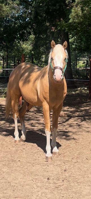 American quarter horse Aqh 4lata