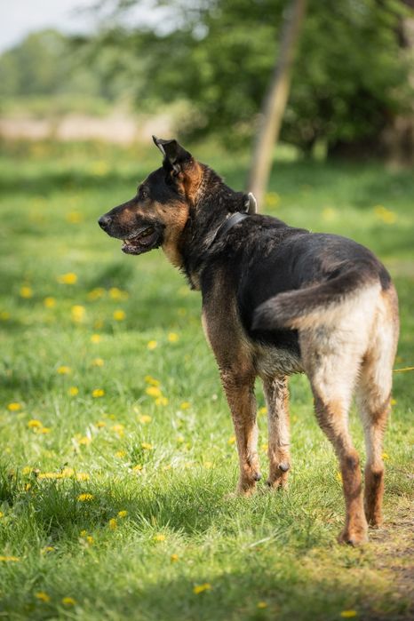 Pies Brutus w typie owczarka niemieckiego, ONka do adopcji!