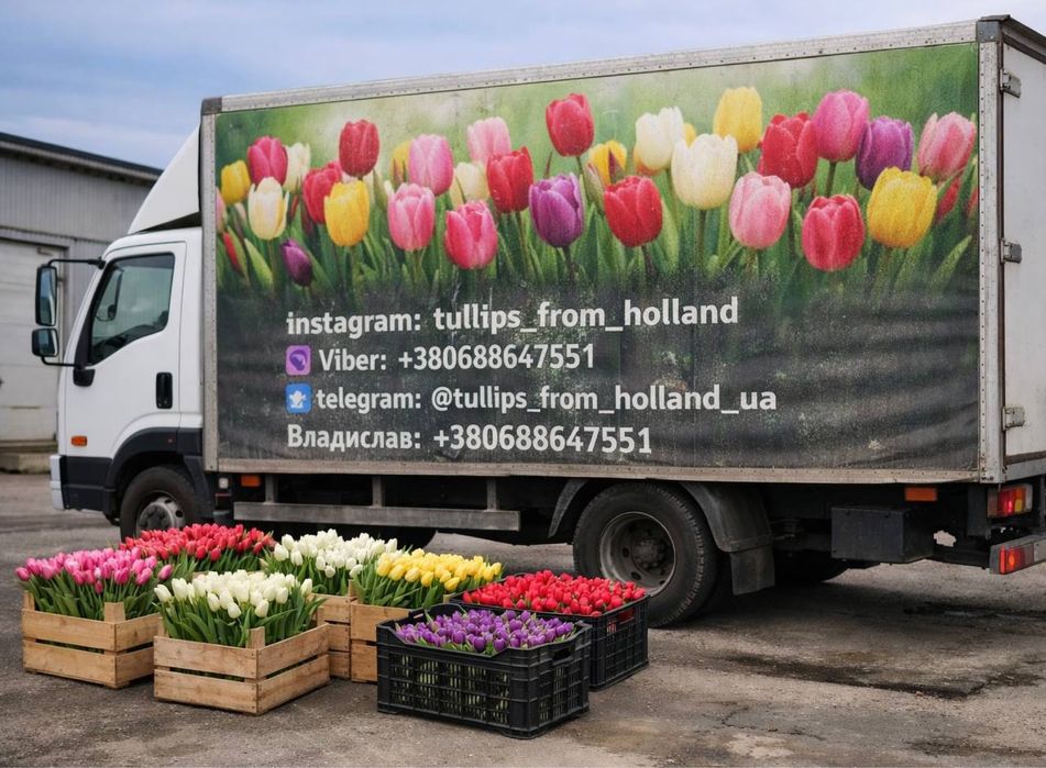 Тюльпани ОПТ / троянди / хризантеми / букети оптом