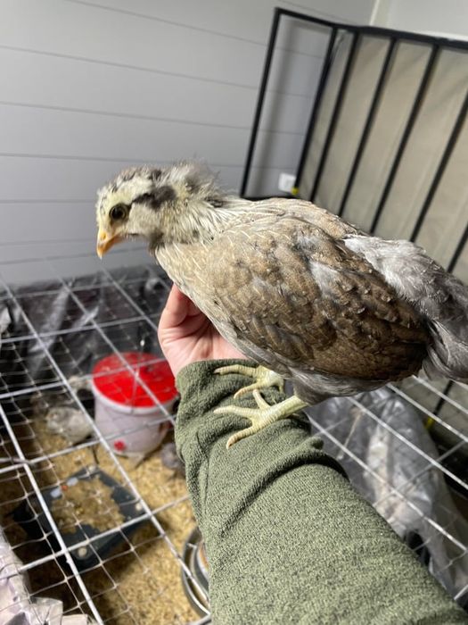 Продам курчат …..