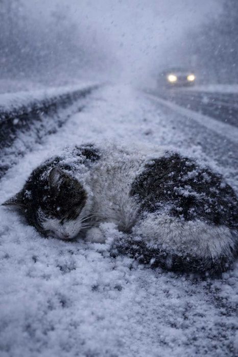 Z pobocza drogi do serca człowieka — historia Śnieżka
