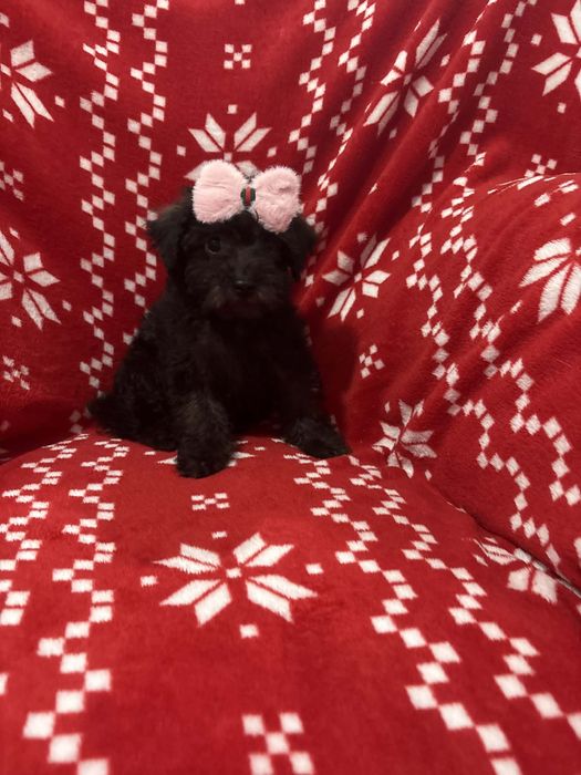 Miniaturowa dziewczynka  maltipoo Maltańczyk & Pudel Toy