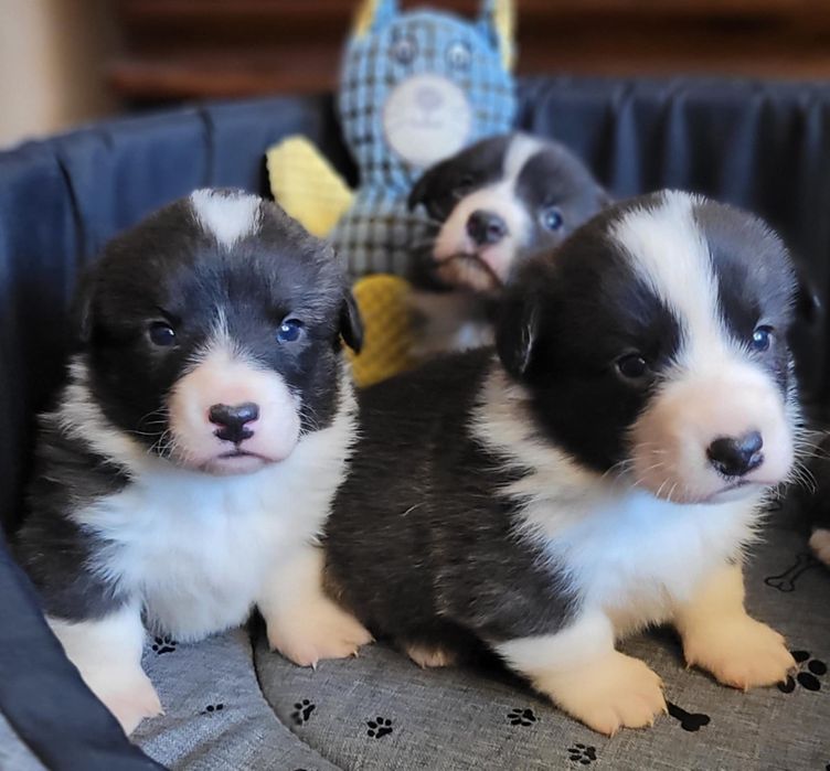 Welsh Corgi Cardigan FCI