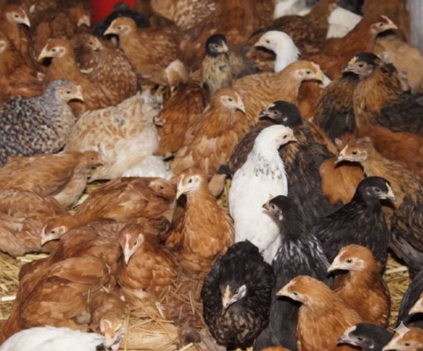 Kurki nioski, kury 6 tyg. odchowane, szczepione, dowóz Ferma Drozd