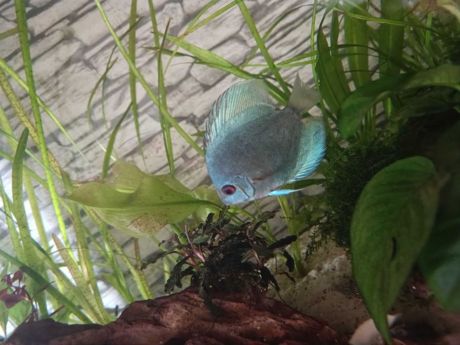 Discus jovens cerca de 7-8 cm