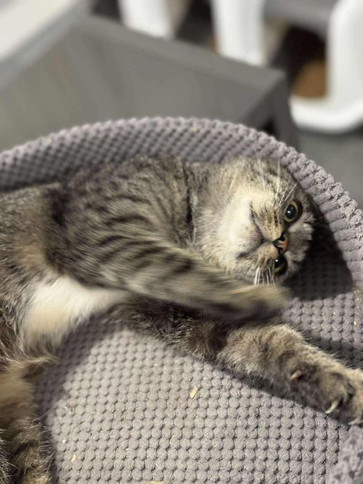 Cudowna kotka czeka na dom