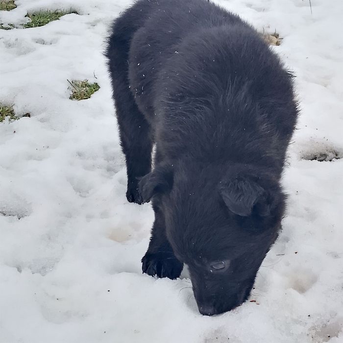 Продам песиків мішанці. Активні. Самі їдять агресивно гавкають.