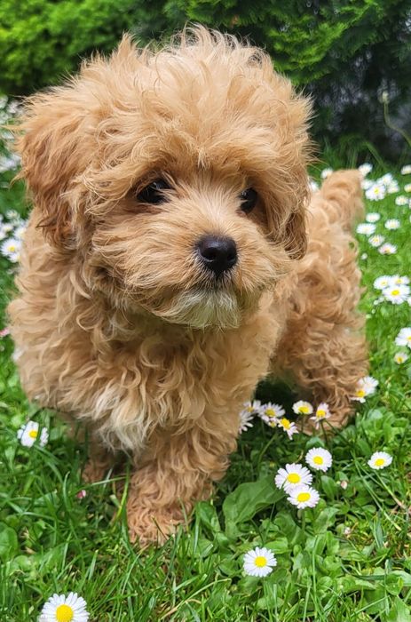 Sunia maltipoo f1 3miesiace (po wściekliźnie)