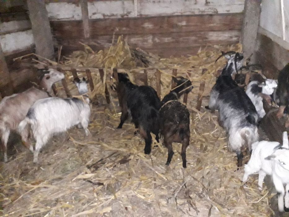 Fardos de Azevém semeado