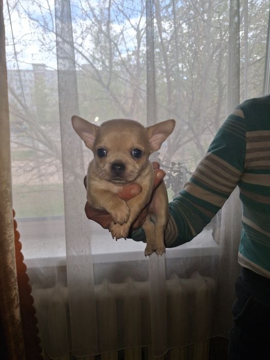 Цуценята Чихуахуа