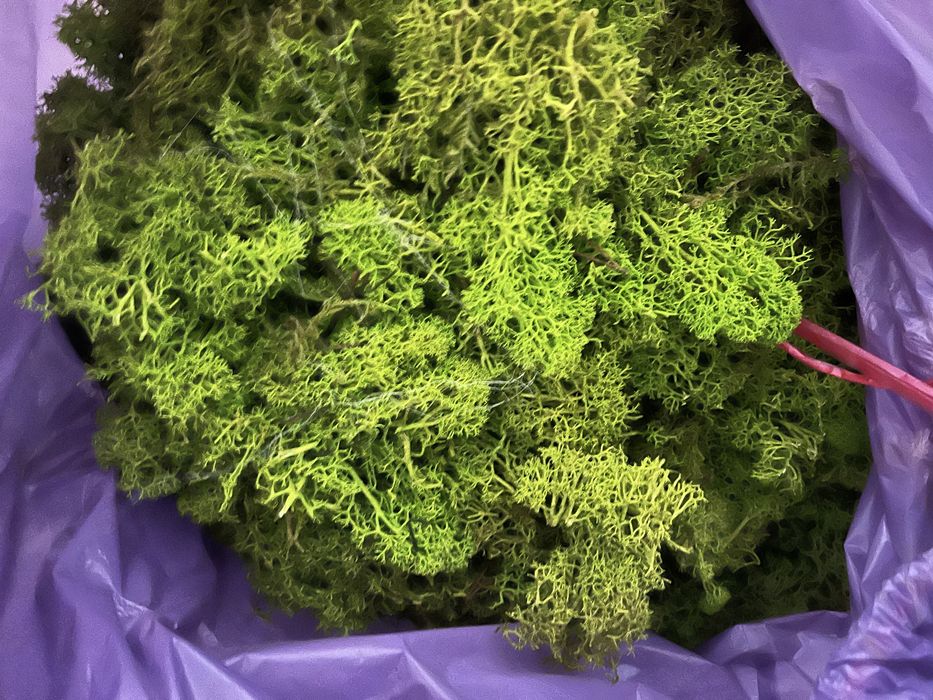 Odpady mech chrobotek