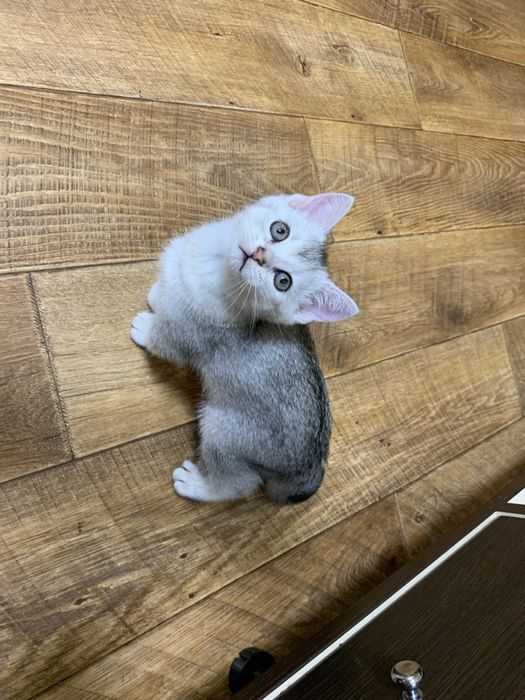 Кошеня шиншила срібна британець