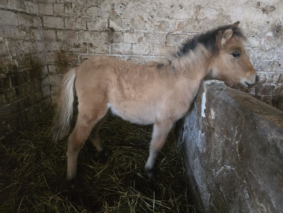 Ogierek po fiordzie 6 miesiecy spokojny paszport.