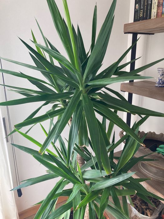 Planta de Iúca / Yucca