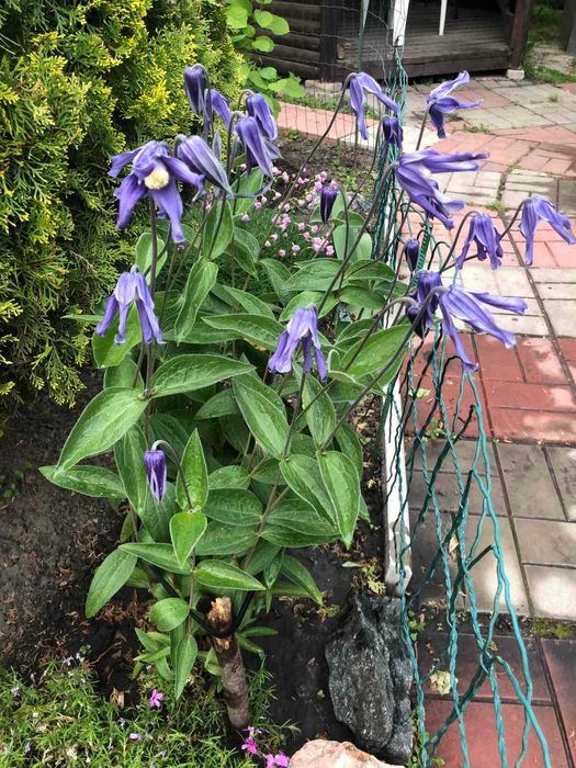 Кліматіс  кущовий  Арабела