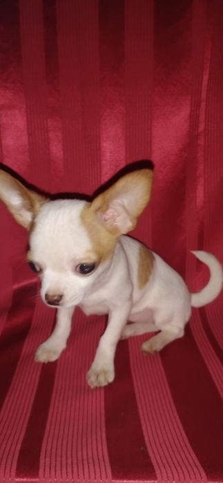 Дівчинка чихуахуа