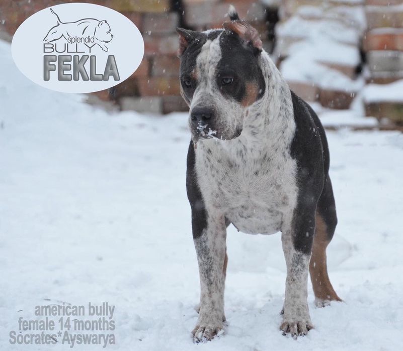 Американский булли классик