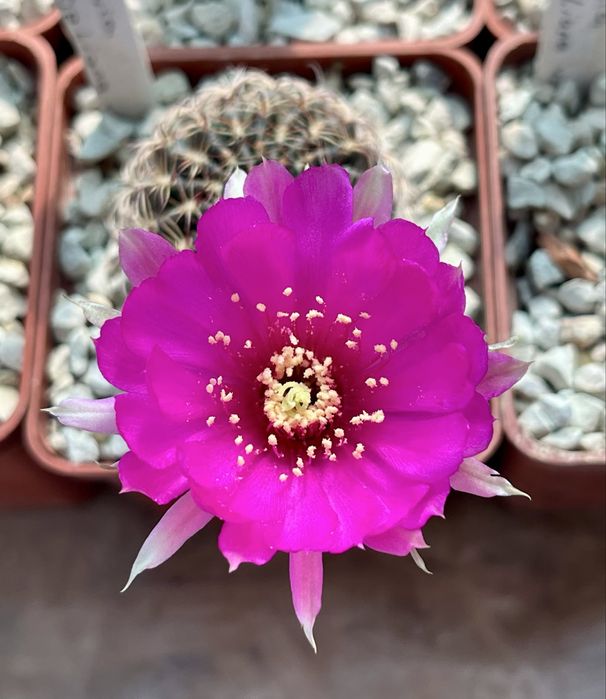 Ґрунт грунт суміш земля для кактусів сукулентів: кокос перліт цеоліт