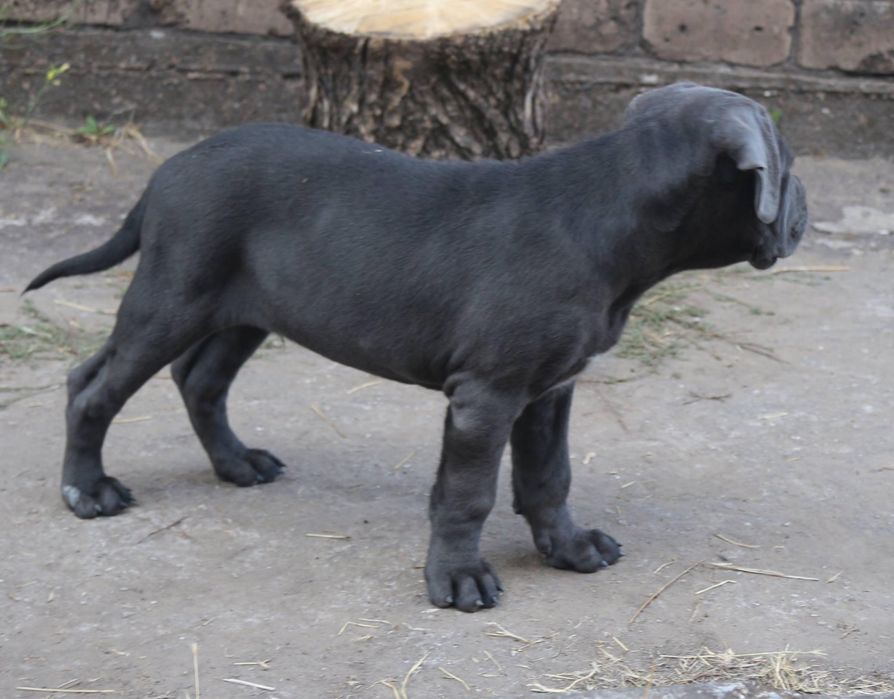 Голубий хлопчик_Нептун