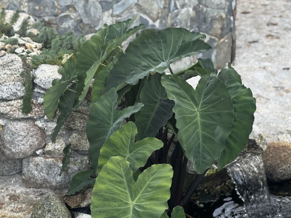 Plantas aquaticas - para lago de jardim