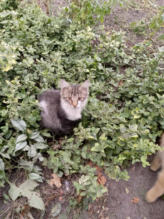 Кошенята шукають родину