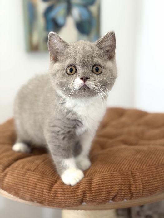 Macho British  Shorthair com LOP