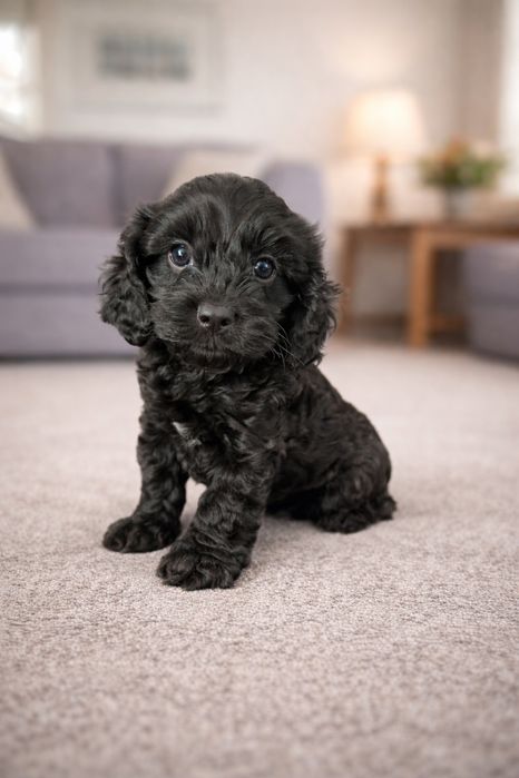 Cavapoo czarna suczka cavapoo