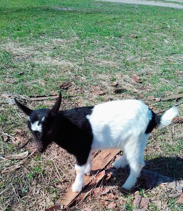 Продам камерунского козлика, не гном